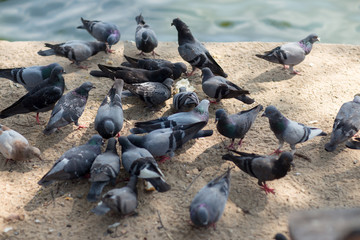 Naklejka premium A Group of Pigeons.hungry feral pigeons eating on park .