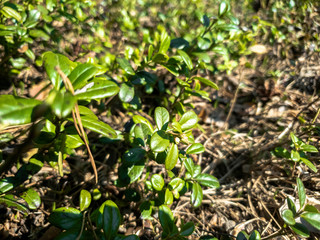 Cranberry leaves bushes in the forest close-up. Fresh leaves bushes lingonberry.