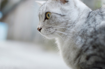 真剣に見つめる猫