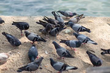 Fototapeta premium A Group of Pigeons.hungry feral pigeons eating on park .