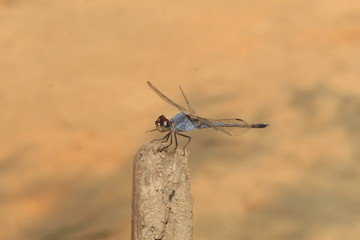 Dragonfly of India,Insect closeup.