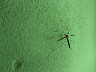 Insect