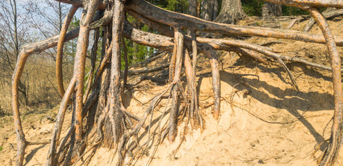 Open roots of spruce tree. The roots of pine. The roots of the tree.