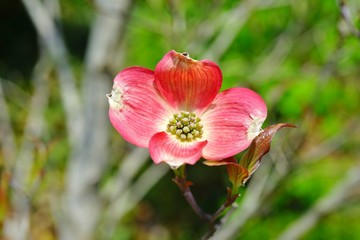 Close-up of a pink dogwood (cornus) flower on the tree in the spring