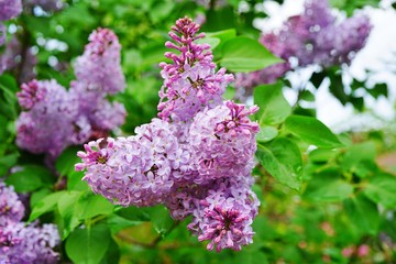 Purple flower clusters of fragrant lilac (syringa) © eqroy