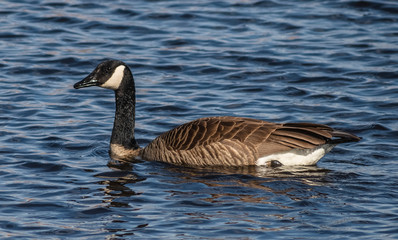 Canada Goose in water