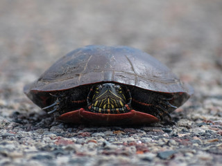 Turtle on gravel at ground level