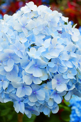 Fototapeta premium 紫陽花