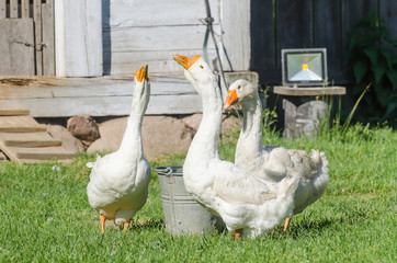 White geese on a farm at the Museum of the Mazovian Countryside
