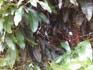 Spider