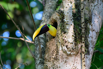 Black mandibled Toucan peering out of its nest hole © jtplatt
