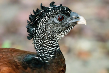 Fototapeta premium Head shot of a Curassow