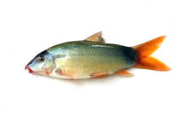 Blue Botia isolated on white background ,Freshwater fish