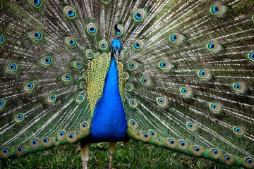 Vibrant color peacock in the wild  showing off feathers background