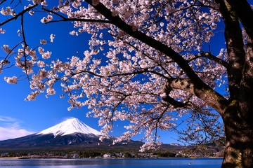 富士山と河口湖の桜
