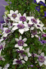 Flowering Clematis florida 'Sieboldii' climbing a garden frame