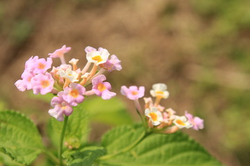 Pink lantana camara flowers. Other common names of L. camara, big-sage,Ghaneri, wild-sage, red-sage, white-sage, tickberry, West Indian lantana and umbelanterna.