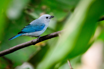 Blue grey tanager perched