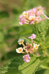 Pink lantana camara flowers in nature.Lantana camara is a species of flowering plant within the verbena family (Verbenaceae), native to the American tropics.