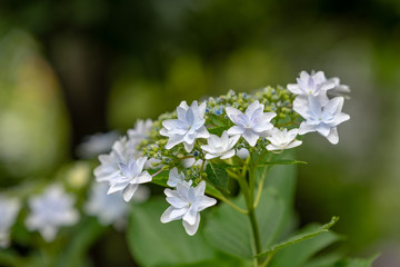 White lacecap hydrangeas flower, Closeup