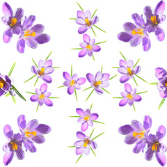 Fototapeta na wymiar Spring floral seamless pattern with violet striped crokuses on a white background
