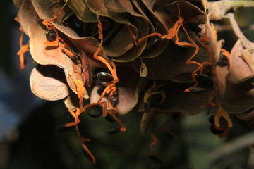  Acacia auriculiformis fruit and seeds,commonly known as auri, earleaf acacia, earpod wattle, northern black wattle, Papuan wattle, and tan wattle, akashmoni.
