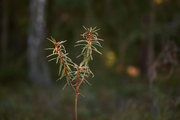 Young plant in the forest illuminated by sun.