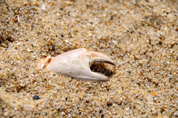 Crab claw shell in the sand