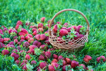Basket with red strawberries on a green lawn, beautiful and ripe garden berries scattered on the grass