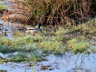 Duck floating on the surface of a marshy lake.
