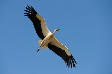 Flying white stork, Germany, Europe