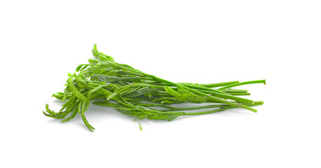 Leucaena on white Background