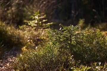 Spring forest in the sun.