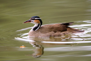 Sungrebe and its relection