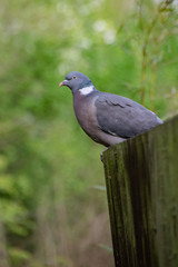 Wood pigeon wild bird perched on a wooden fence
