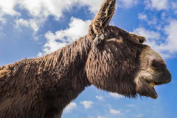 Portrait eines Esels  Poitou Esel aus der Froschperspektive - Portrait of a donkey Poitou donkey from the frog's perspective