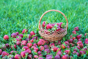 Fototapeta na wymiar Basket with red strawberries on a green lawn, beautiful and ripe garden berries