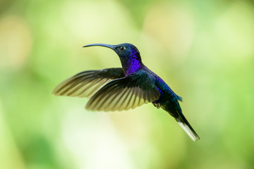 Fototapeta premium Violet Sabrewing in flight