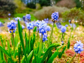 Muscari (bluebells) is a genus of perennial bulbous plants native to Eurasia that produce spikes of dense, most commonly blue, urn-shaped flowers resembling bunches of grapes in the spring