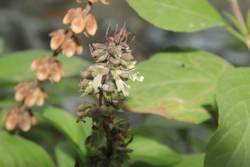 Obraz premium African Blue Basil (Ocimum kilimandscharicum, basilicum 'Dark Opal') Camphor Basil – Kapoor Tulsi Flowers and buds blooming.is one of a few types of basil that are perennial. It is a sterile hybrid.