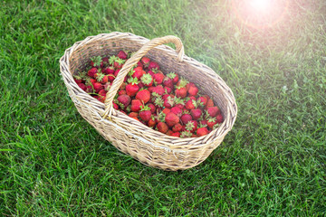 Fototapeta na wymiar A large basket of a strawberry on a green grass background, summer berries harvest