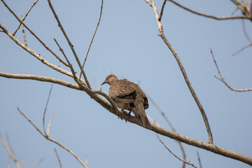 Brown Pigeon sitting on tree