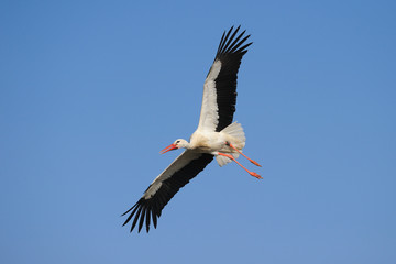 Flying White Stork (Ciconia ciconia), Germany, Europe