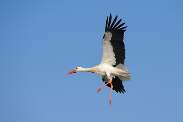 Flying White Stork (Ciconia ciconia), Germany, Europe