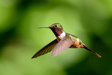 Fototapeta premium Magenta throated woodstar in flight