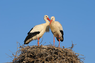 White storks (Ciconia ciconia) on nest, Germany, Europe