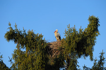 White stork (Ciconia ciconia) on nest, Germany, Europe
