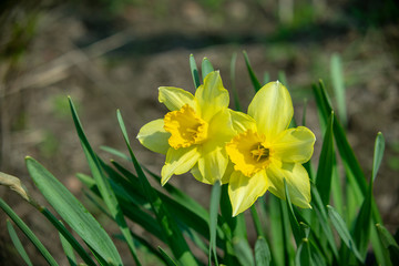  Blooming yellow daffodils in spring on a sunny day