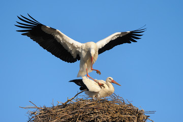 White storks (Ciconia ciconia) on nest, Germany, Europe