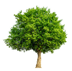 The green sacred tree is completely separated from the white background. Scientific name Maerua siamensis (Kurz) Pax.